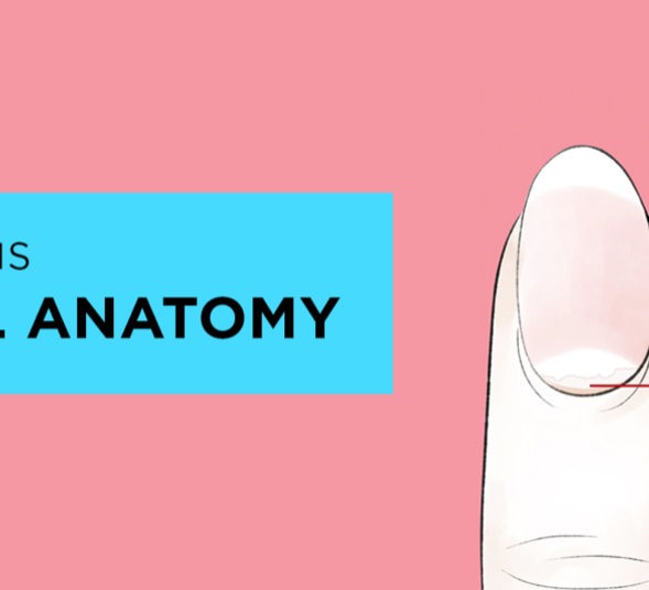 What is nail anatomy?